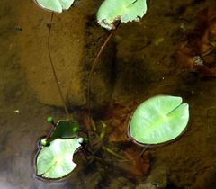 Nuphar pumila
