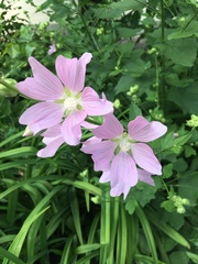 Malva thuringiaca