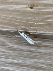 Crambus sargentellus