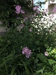 Malva thuringiaca