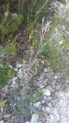 Seseli dichotomum