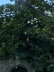 Zenaida macroura carolinensis