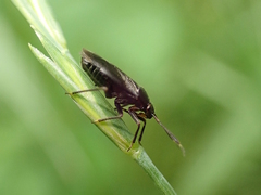 Capsus