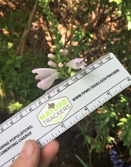 Physostegia angustifolia