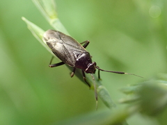 Capsus