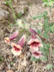 Rehmannia glutinosa