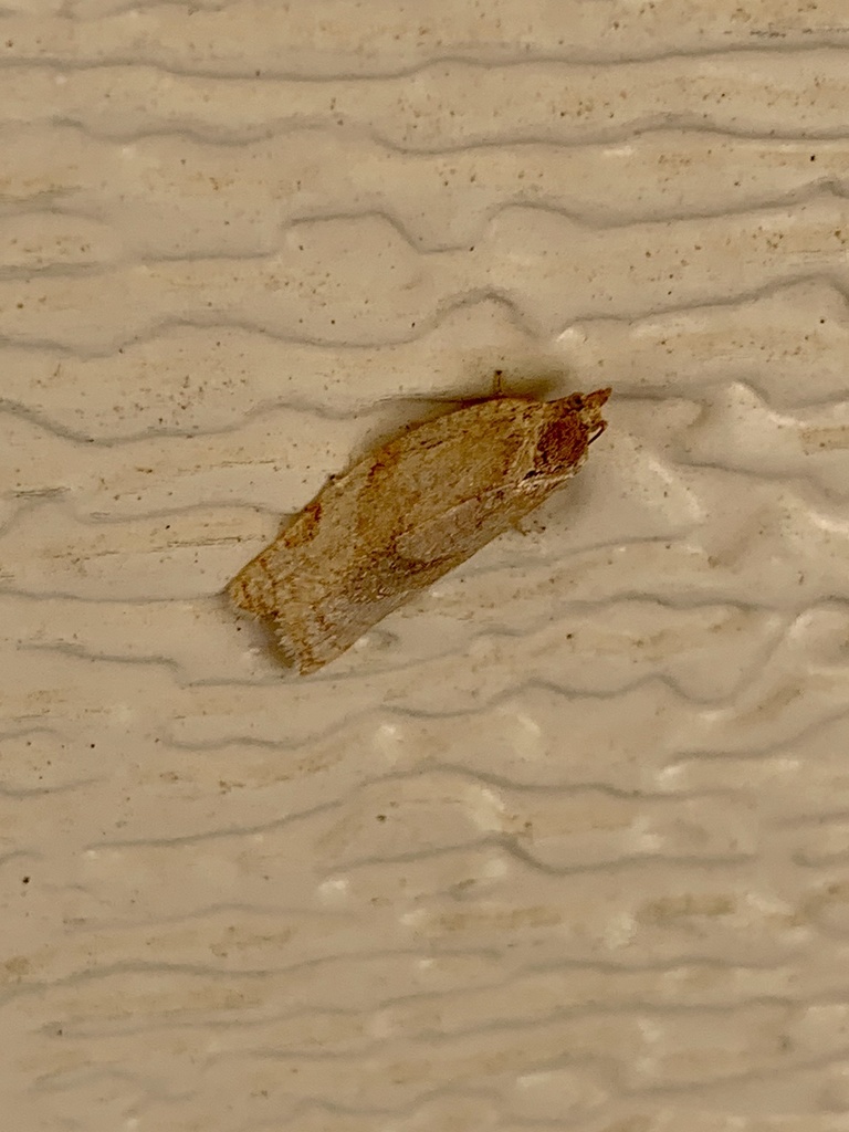 Argyrotaenia lautana
