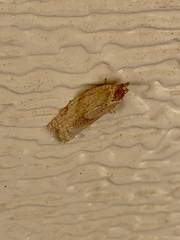 Argyrotaenia lautana