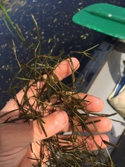 Potamogeton pusillus
