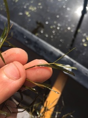 Potamogeton pusillus