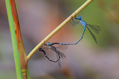 Lestes praemorsus