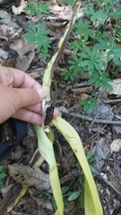 Colchicum umbrosum