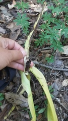 Colchicum umbrosum