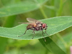 Hydrophoria lancifer