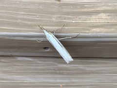 Crambus sargentellus