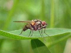 Hydrophoria lancifer