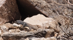 Aspidoscelis tigris tigris