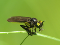 Holopogon chalcogaster