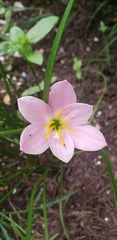Zephyranthes carinata