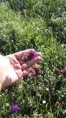 Centaurea scabiosa adpressa
