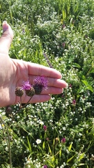 Centaurea scabiosa adpressa