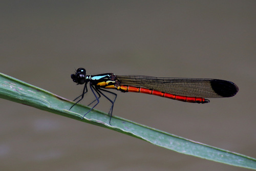 Libellago celebensis