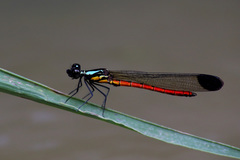 Libellago celebensis