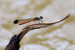 Libellago celebensis
