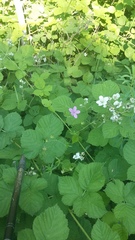 Geranium asphodeloides