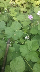 Geranium asphodeloides