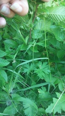 Geranium asphodeloides