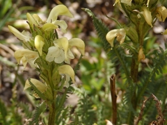 Pedicularis parryi