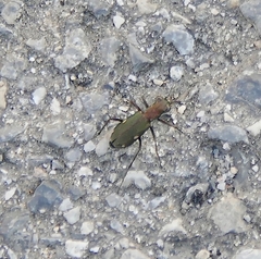 Cylindera germanica