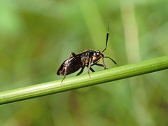 Capsus