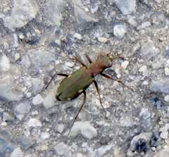 Cylindera germanica