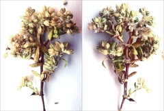 Polycarpon alsinifolium