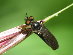 Holopogon chalcogaster