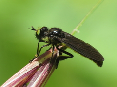 Holopogon chalcogaster