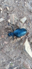 Meloe angulatus