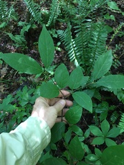 Calycanthus floridus