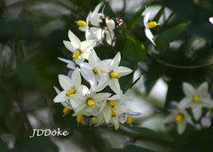 Solanum laxum