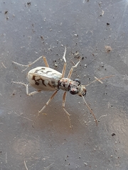 Ellipsoptera lepida