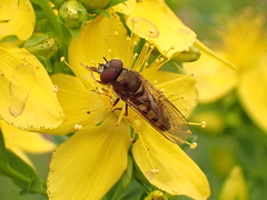 Platycheirus peltatus