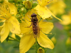 Platycheirus peltatus
