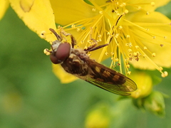 Platycheirus peltatus