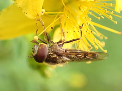 Platycheirus peltatus