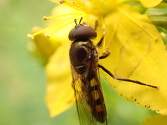 Platycheirus peltatus