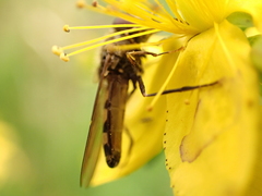 Platycheirus peltatus