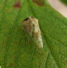 Cyrtolobus maculifrontis