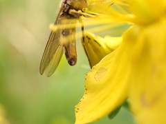 Platycheirus peltatus